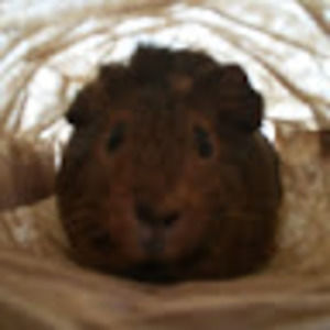 Meet your Posher, Kyah